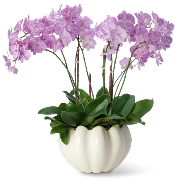 Load image into Gallery viewer, AERIN Mirabelle Cachepot - Cream