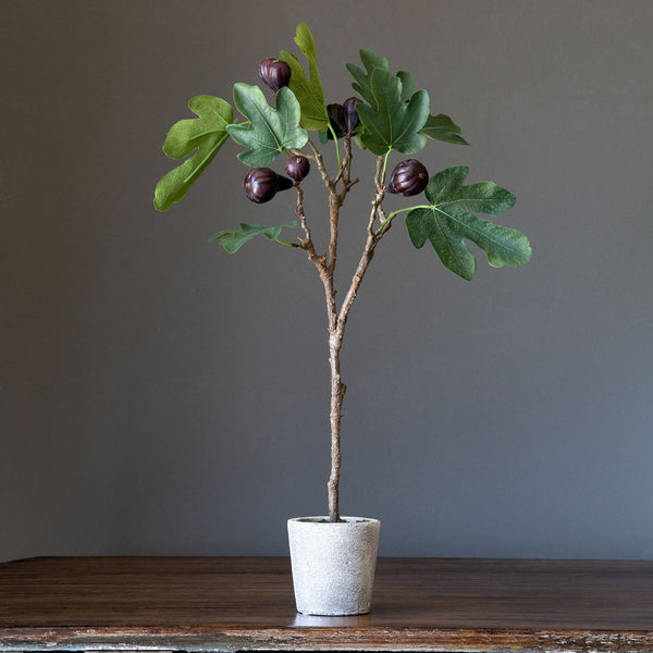 Load image into Gallery viewer, Park Hill Collection Mission Fig Topiary
