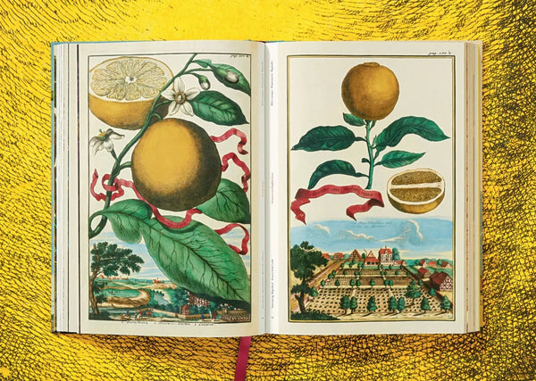 Load image into Gallery viewer, J. C. Volkamer. The Book of Citrus Fruits - Taschen Books
